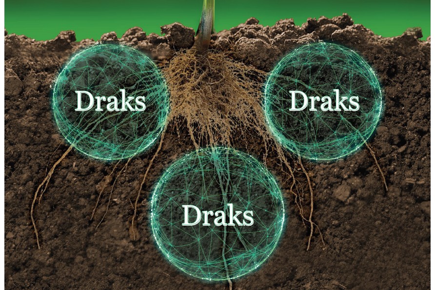 DRAKS: ¡raíces sanas y robustas! Una nueva formulación microbiana de Agriges