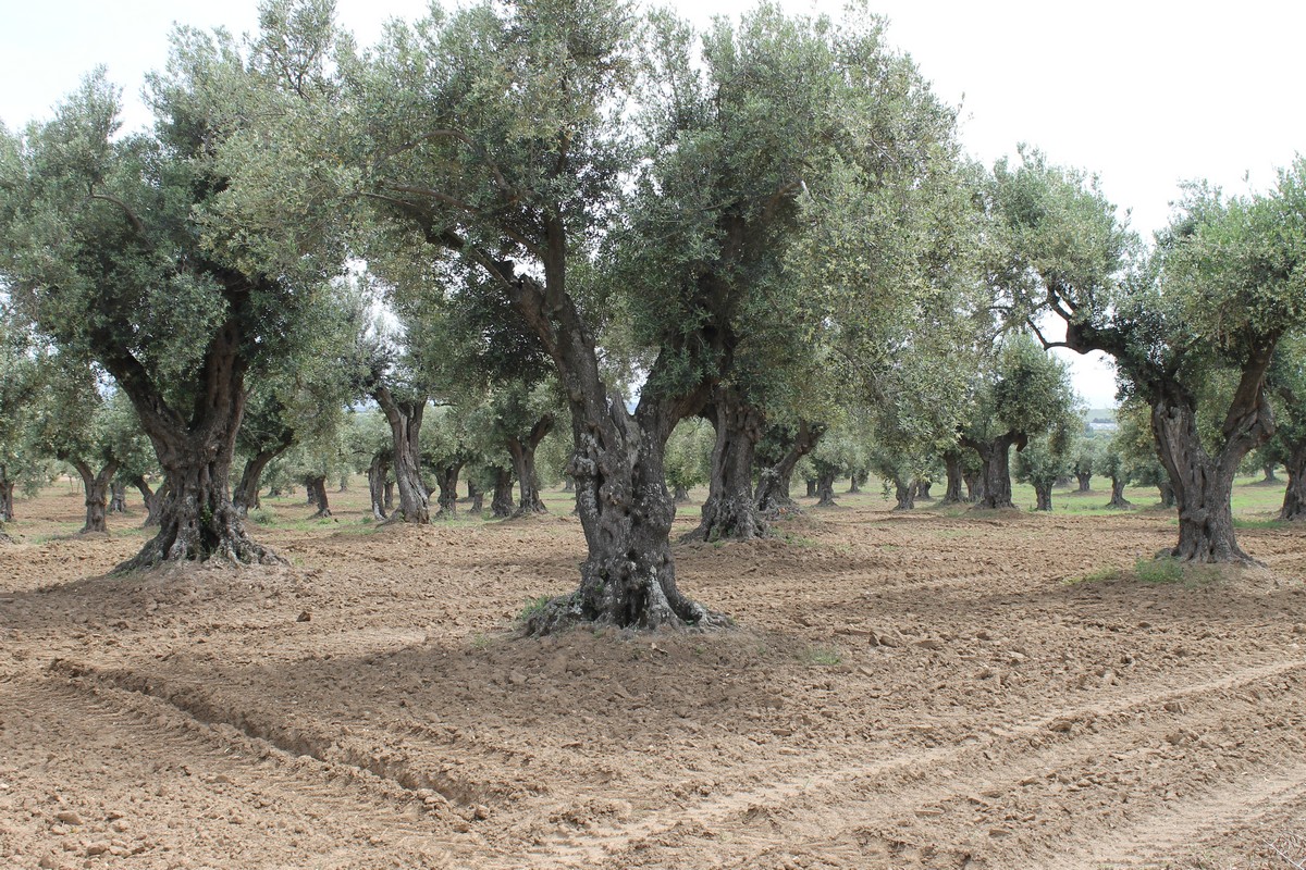 Olive grove live! How to intervene in post-pruning!