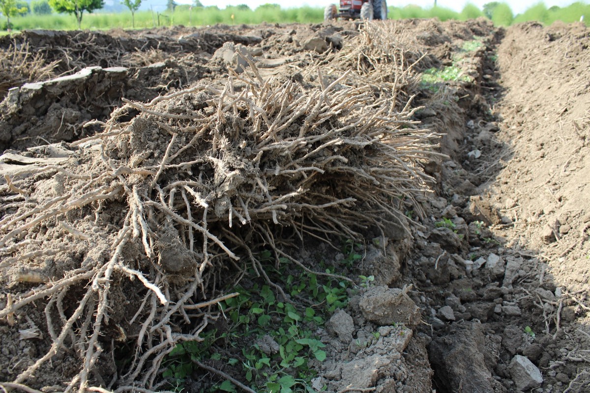 Live asparagus! How to solve radical problems