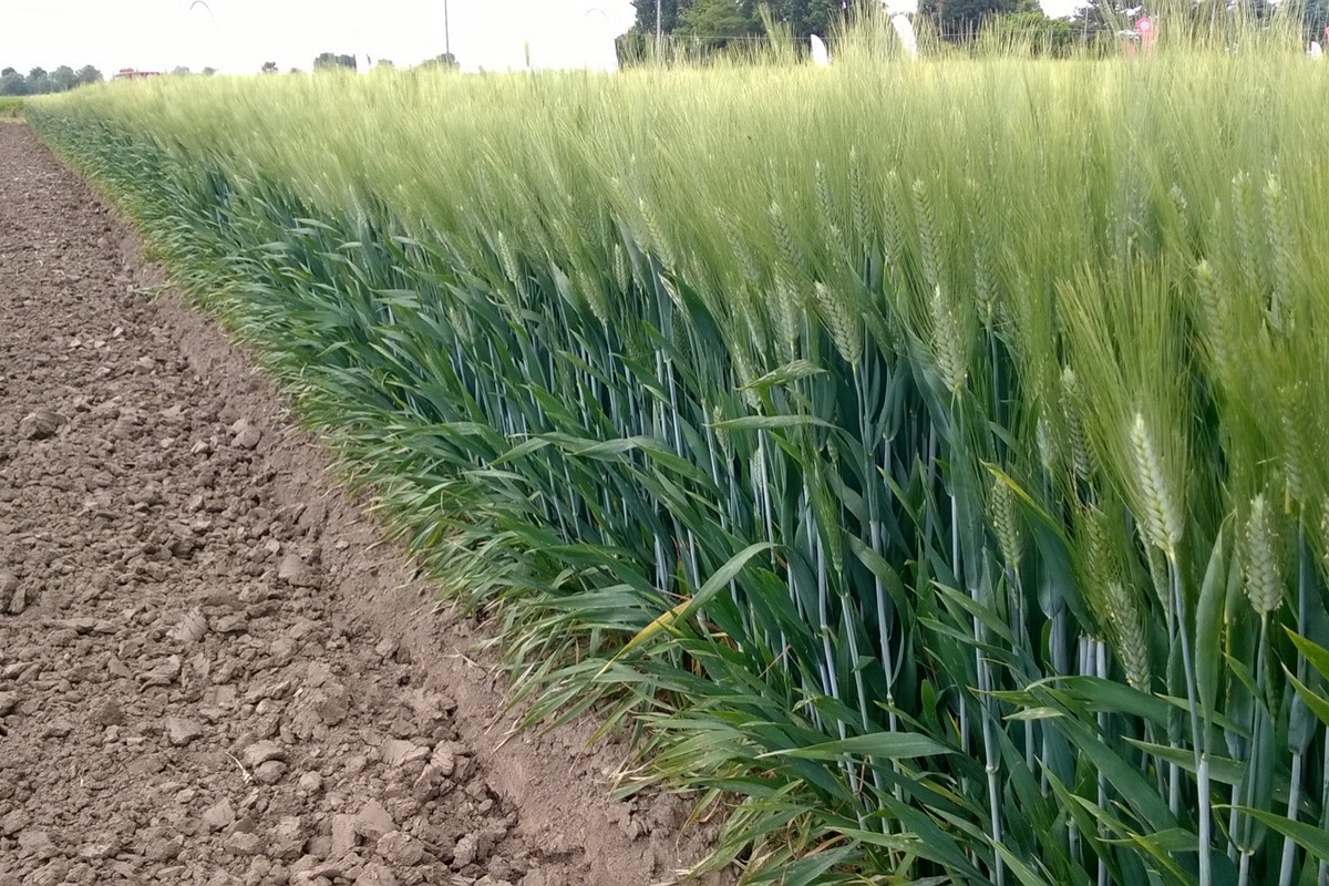 ¡Cereales en vivo! Cómo aumentar el contenido de proteínas