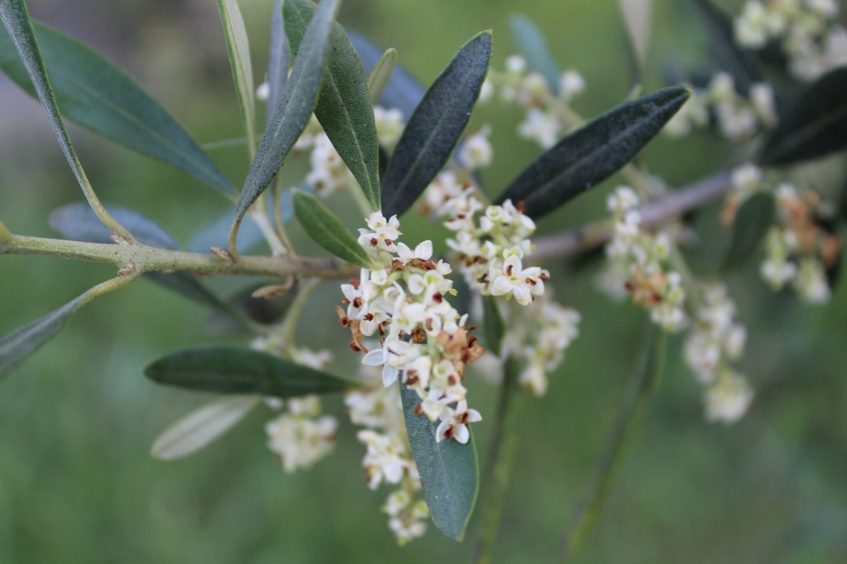 Olive grove live! The importance of flowering, how to improve it