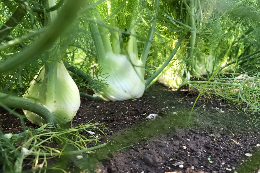 Uva da Tavola: produrre tra le richieste del mercato e i cambiamenti climatici