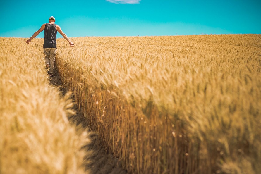 Optimize the nitrogen nutrition of cereals to maximize productions 