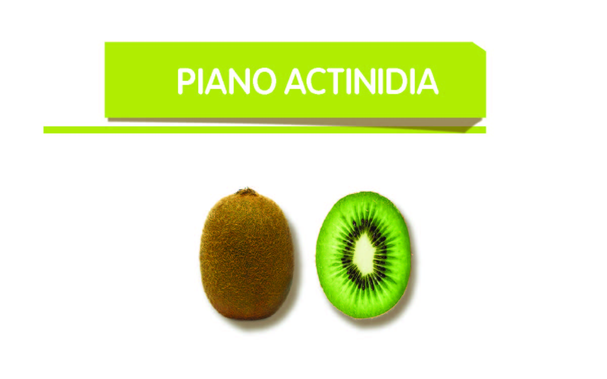 Actinidia