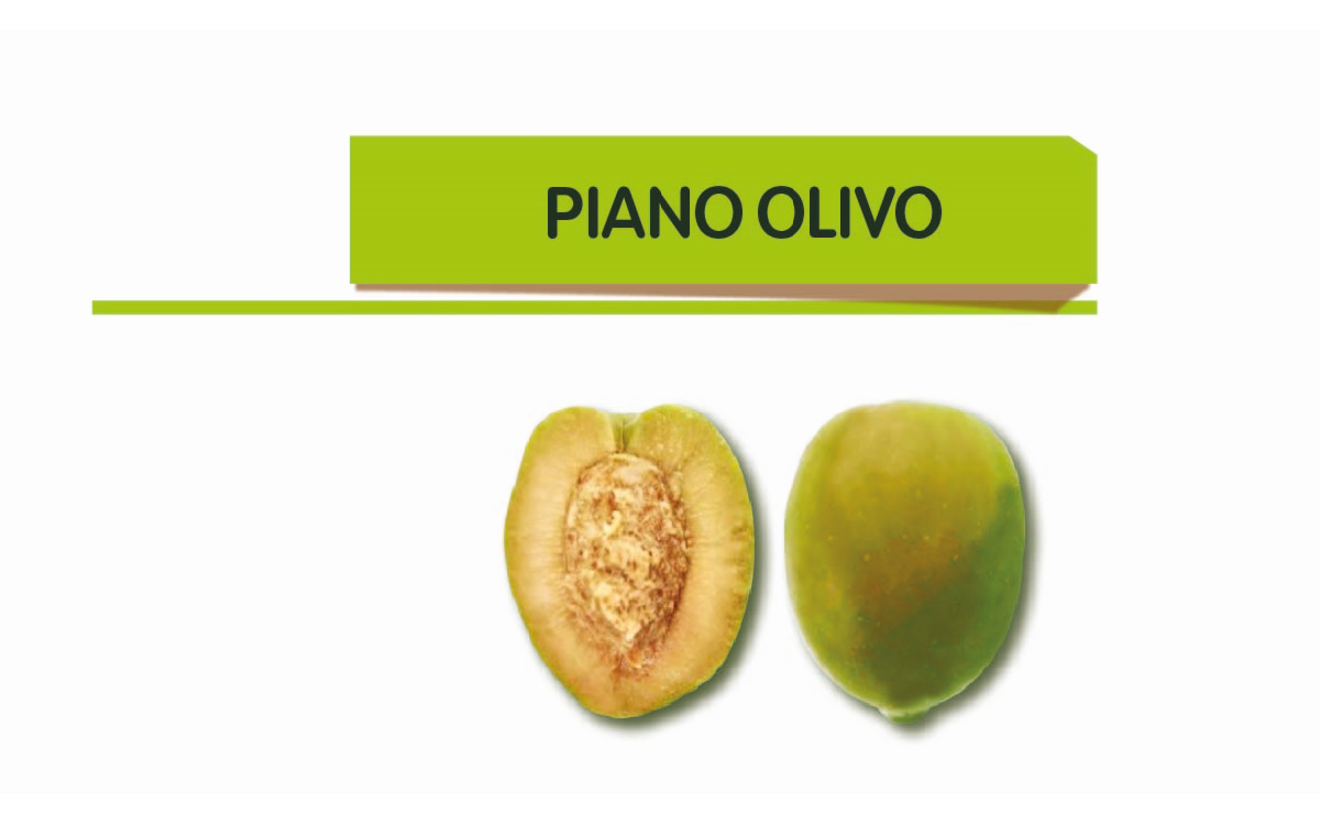 Olivo