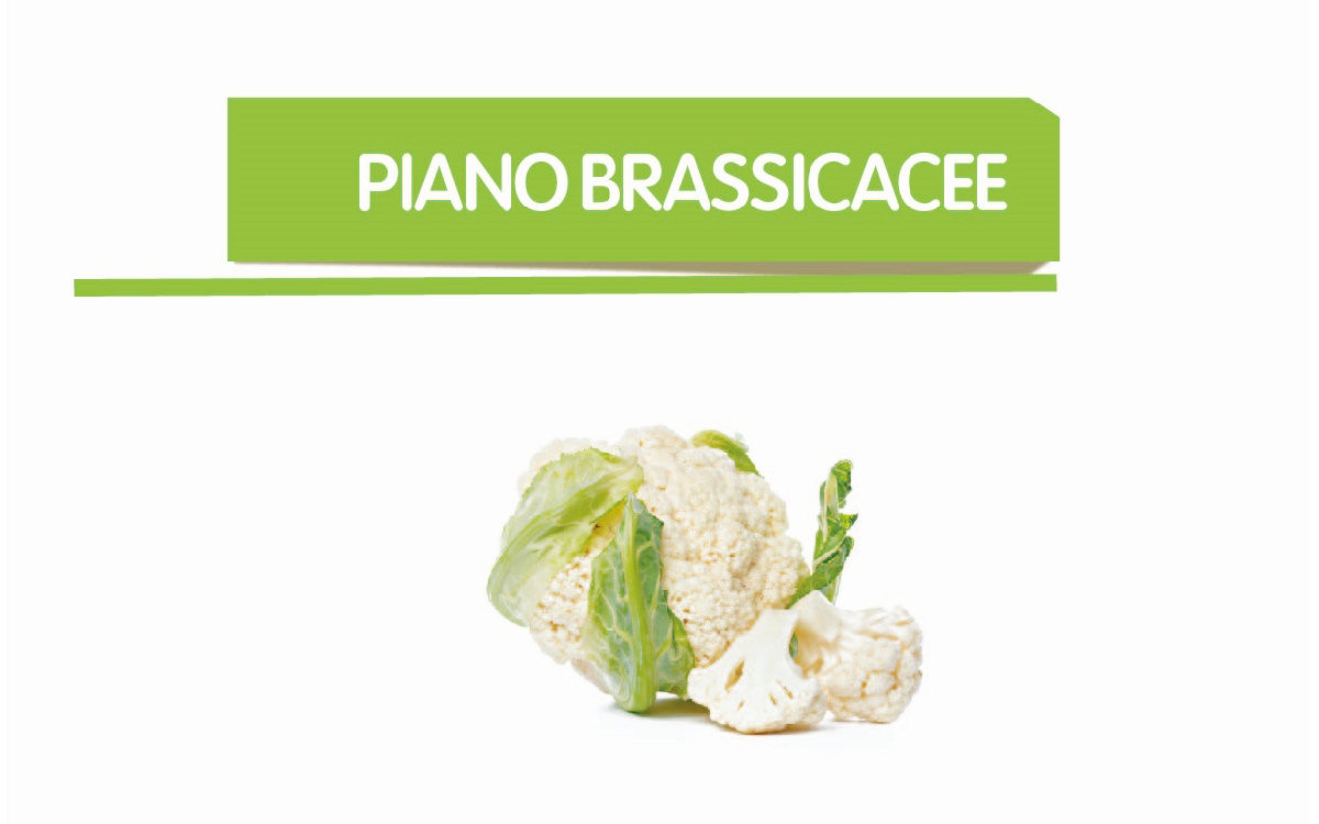 Brassicacee