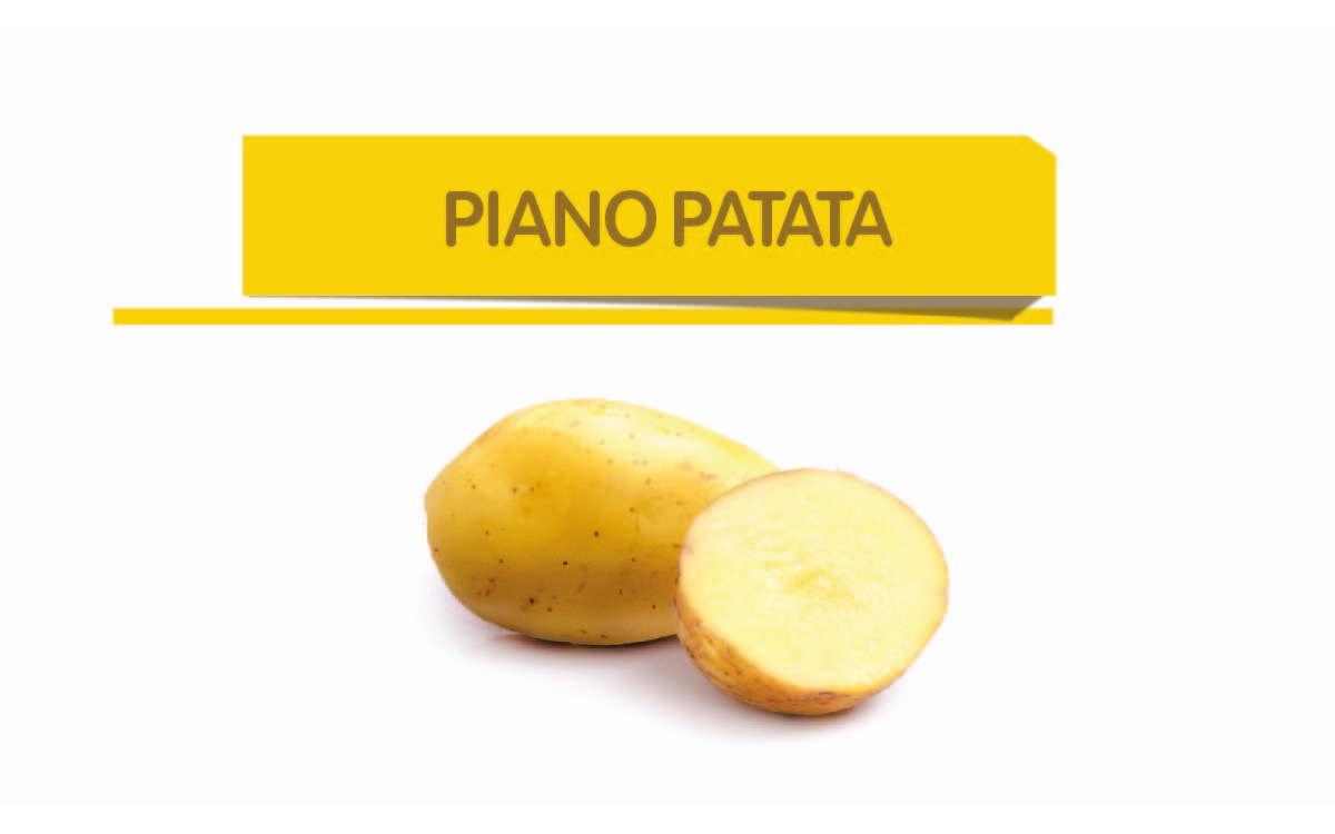 Patata