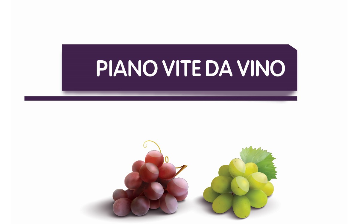 Vite da vino