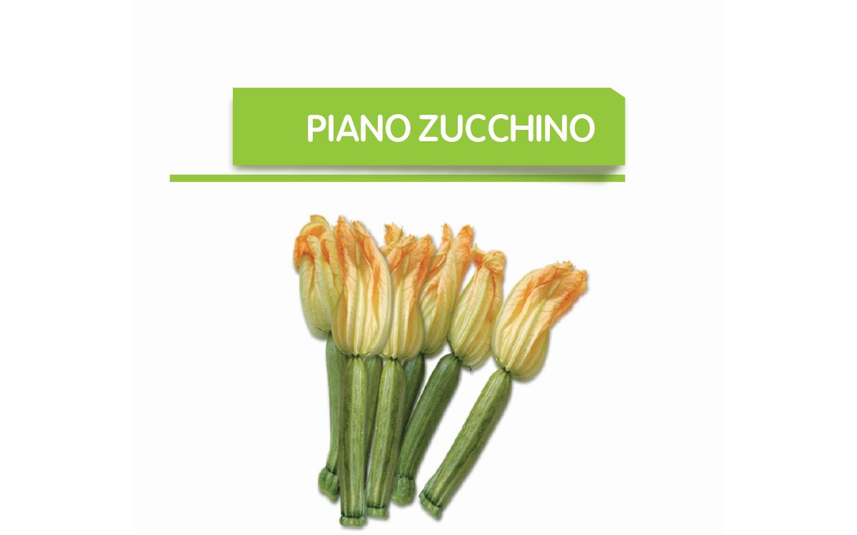 Zucchino