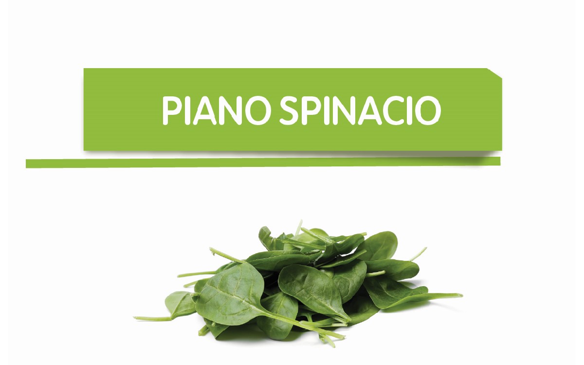 Spinacio