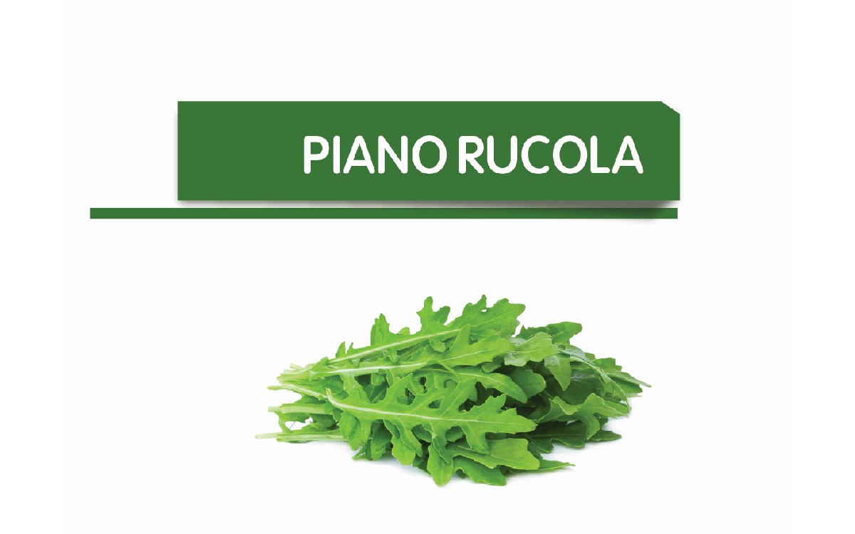 Rucola