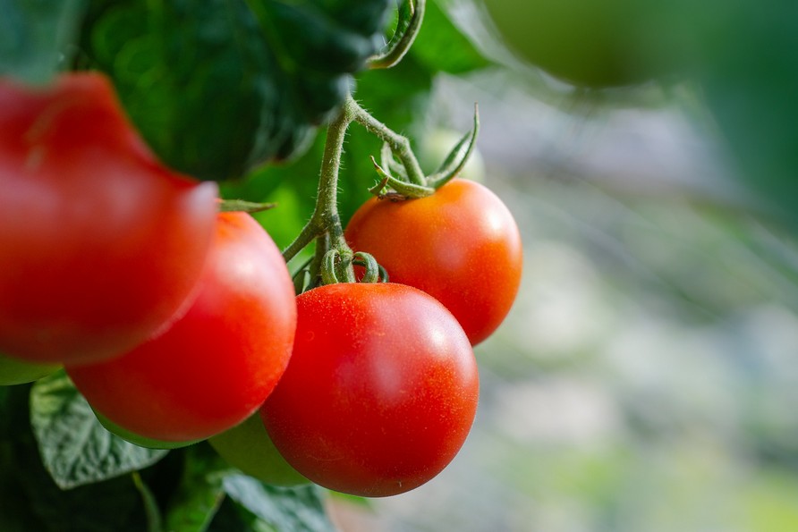 Uva da Tavola: produrre tra le richieste del mercato e i cambiamenti climatici