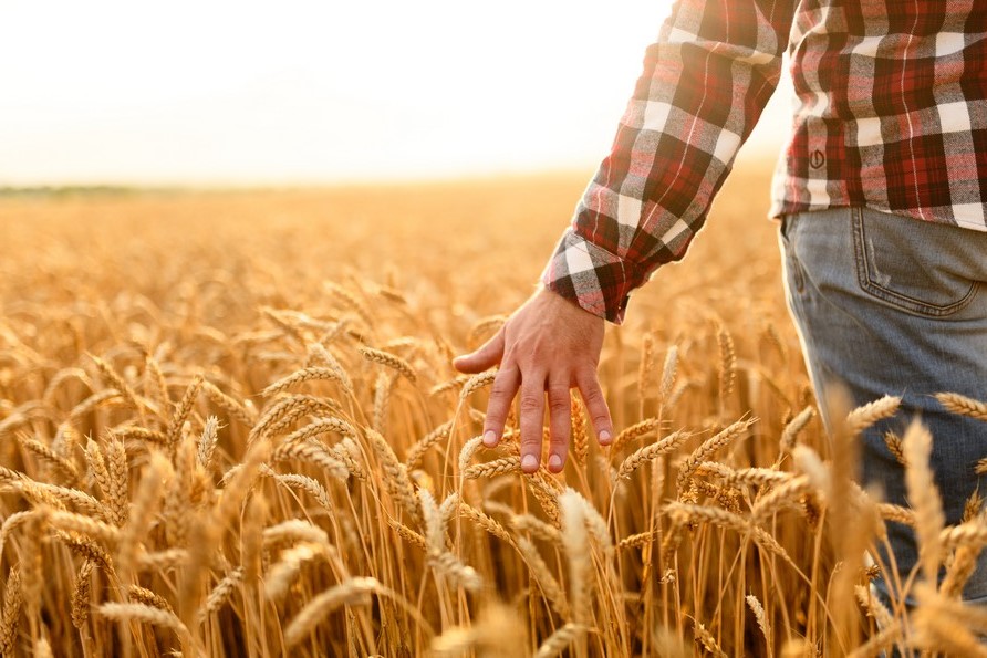 Cereali, concimazione in pre-semina: perché intervenire con prodotti organici