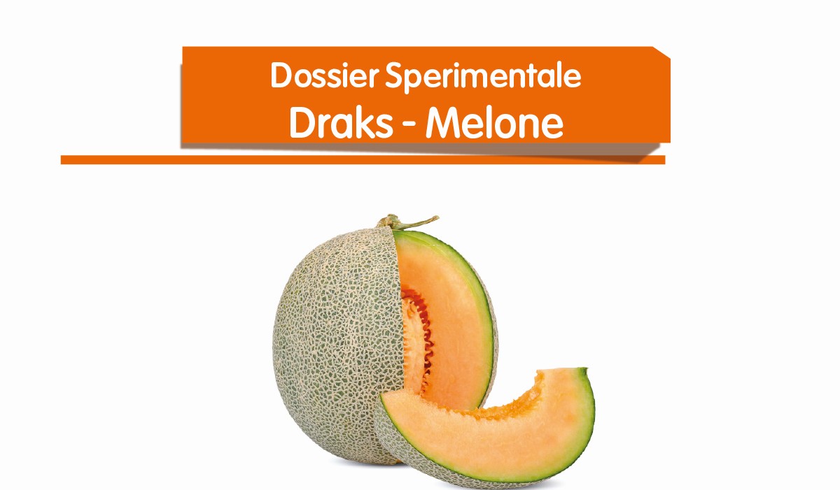 Draks - Melone