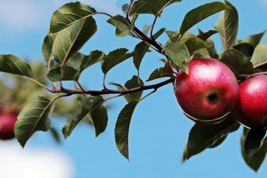 Table grape: producing between market demands and climate change