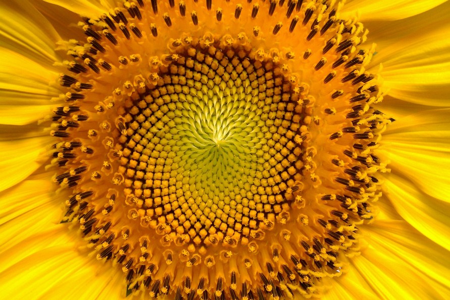 The economic relevance of sunflower, fertilization tips