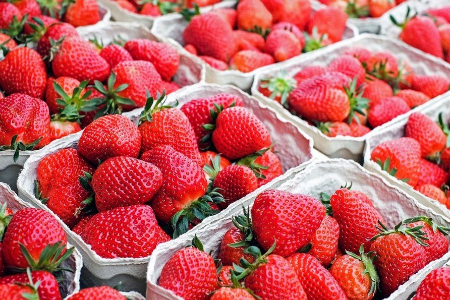 Fresas: es hora de trasplantes, ¡cómo marcar la diferencia!