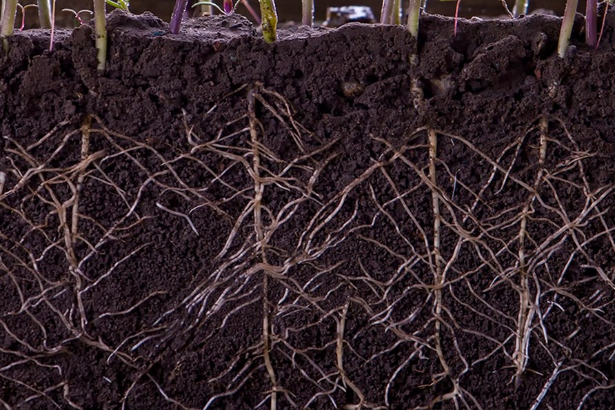 Nuovi biostimolanti per migliorare la fertilità del suolo