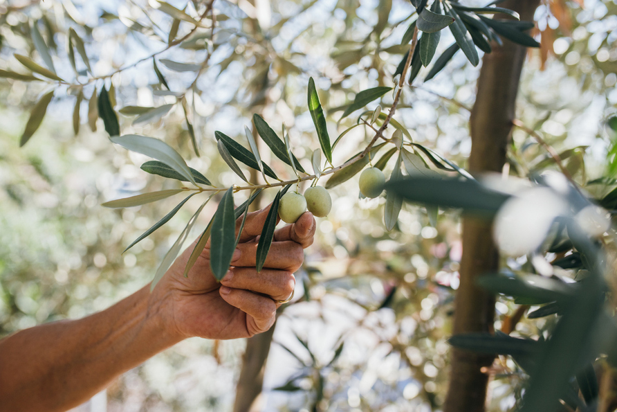 Estreses combinados: un problema para la agricultura moderna