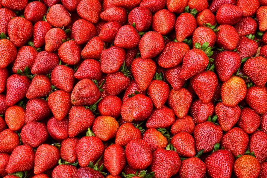 Estrategia para la plantación correcta del cultivo de las fresas