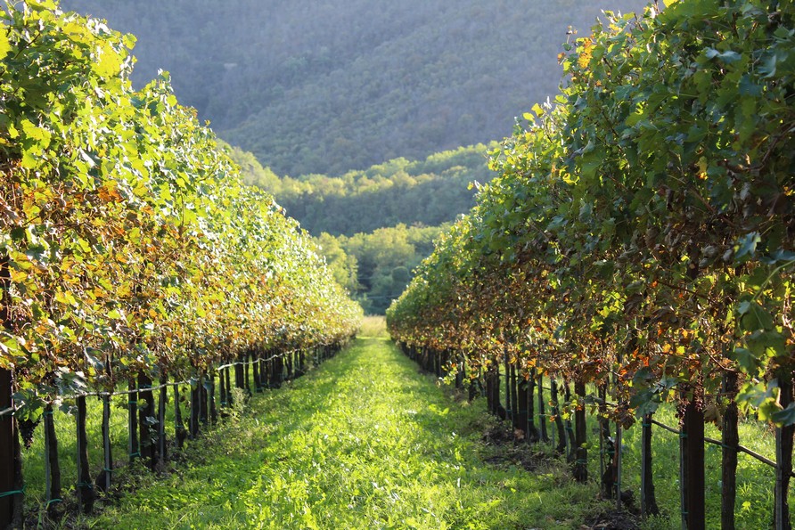 Table grape: producing between market demands and climate change