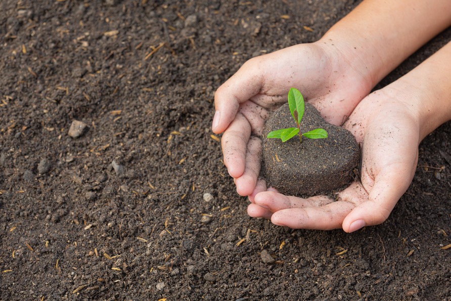 Agricultura ecosostenible: el futuro de la agricultura 