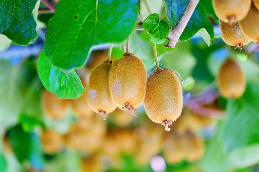 Frutales y recuperación vegetativa: estrategias para un huerto productivo 