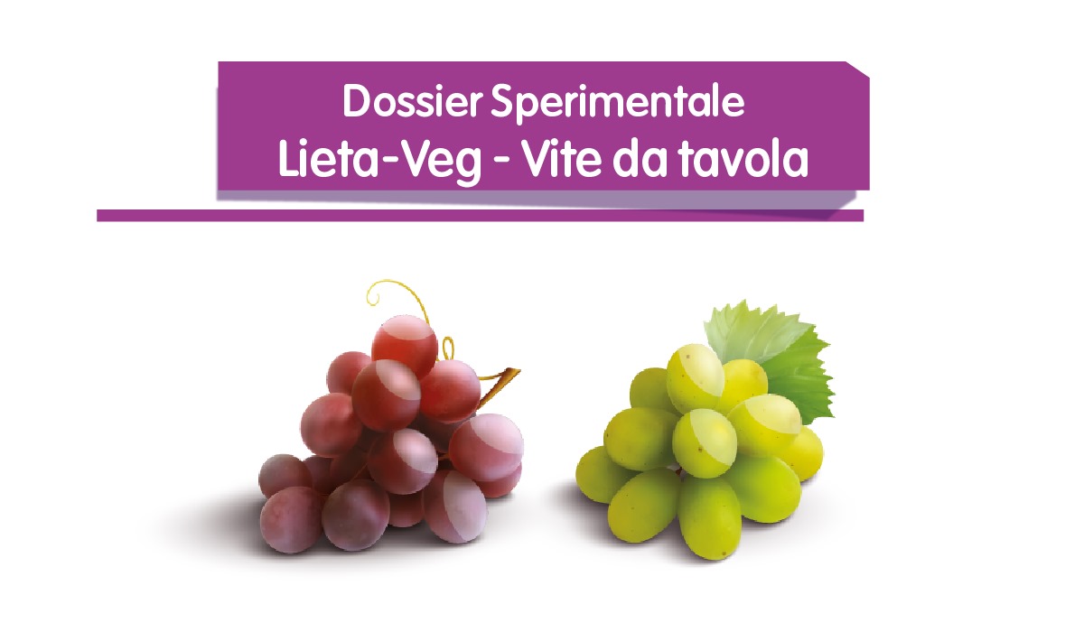 Lieta-Veg - Uva da tavola