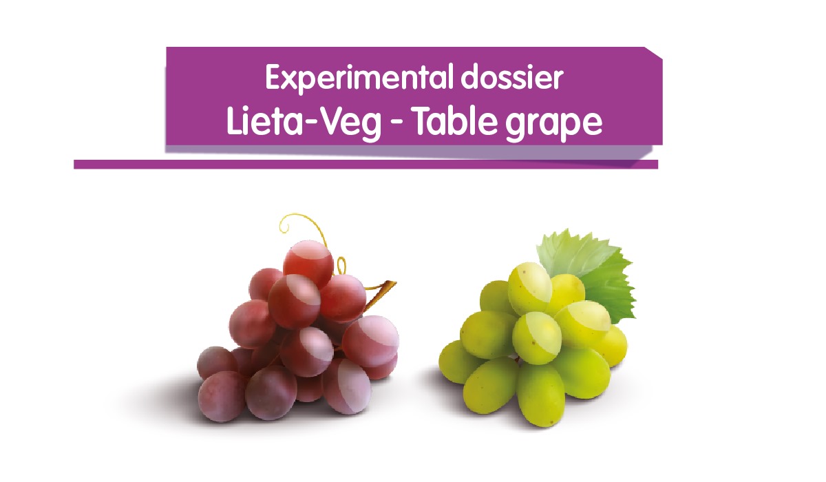 Lieta-Veg - Table grape