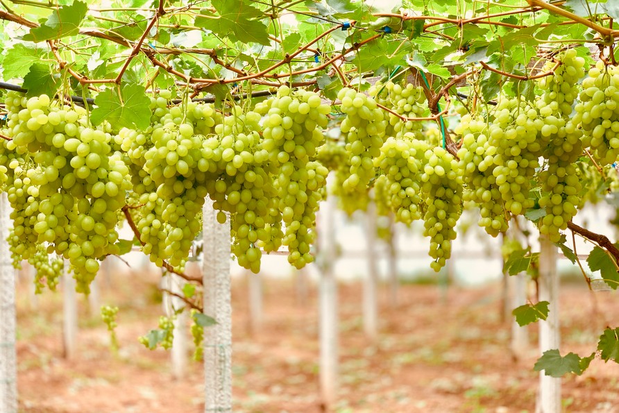 Table grape: producing between market demands and climate change