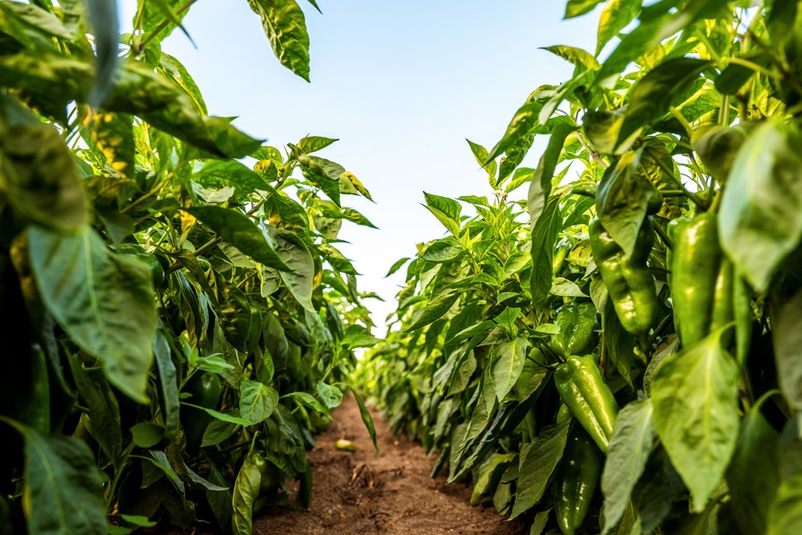 Trasplante de Hortícolas: cómo mejorar el bienestar de los cultivos con Ryzoclean