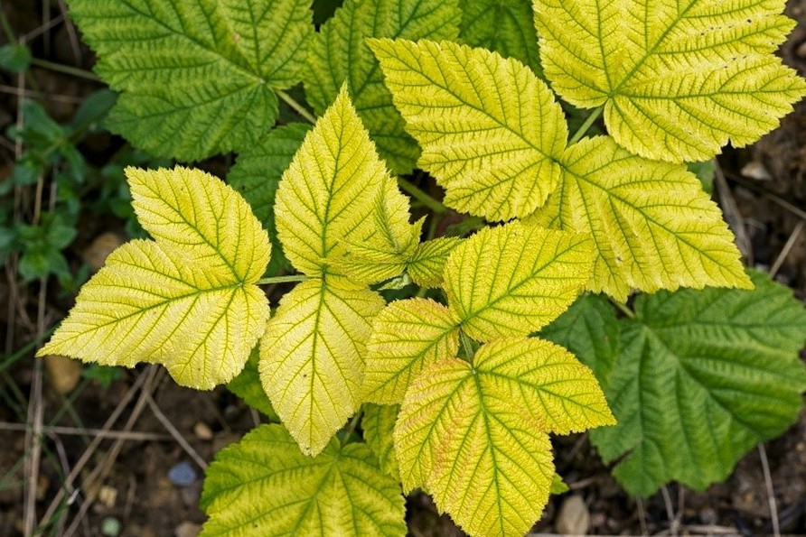 Clorosis férrica: el enfoque innovador de Agriges frente a la carencia de hierro