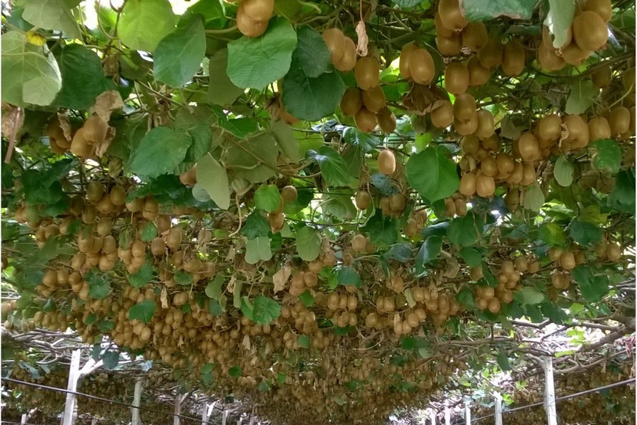 Kiwi: mejorar tamaño y calidad con soluciones innovadoras