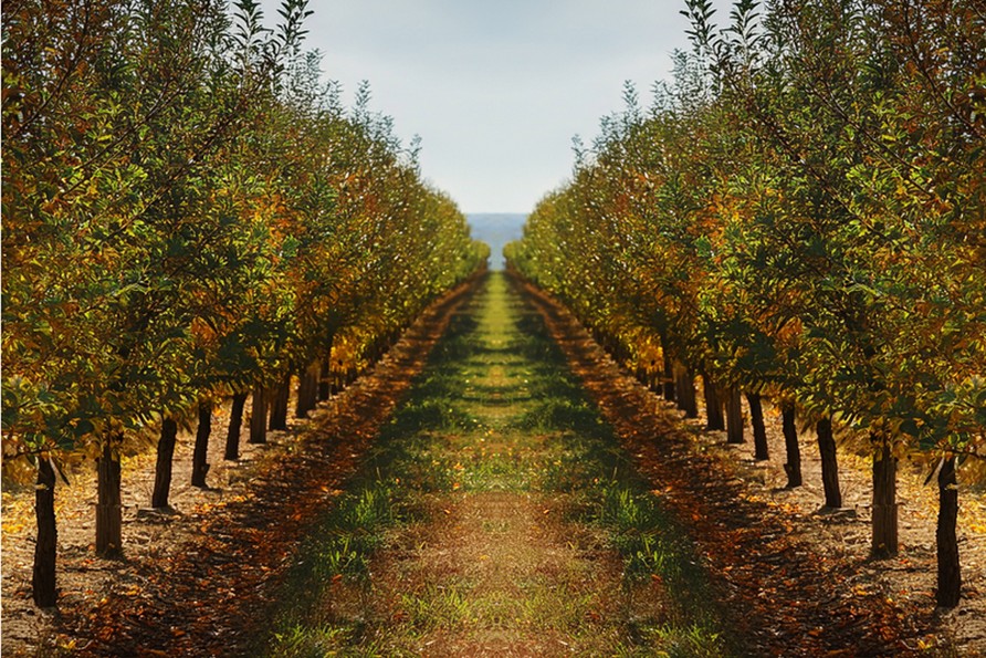 Concimazione del frutteto post-raccolta: strategie Agriges per piante più produttive