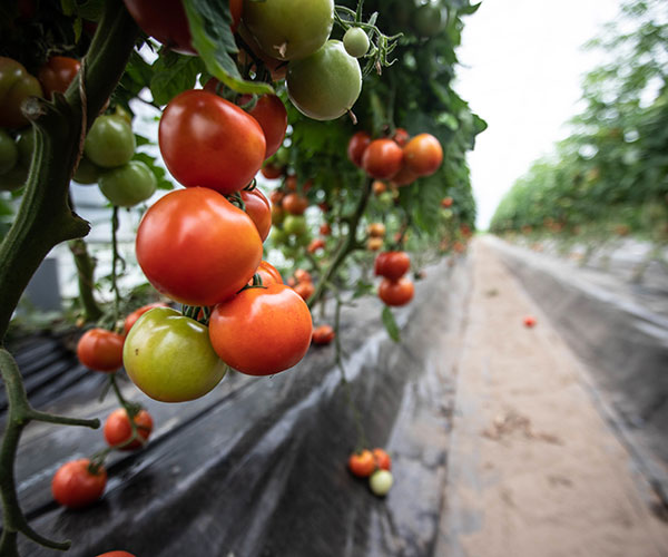 Fertilizantes Especiales en Fertirrigación